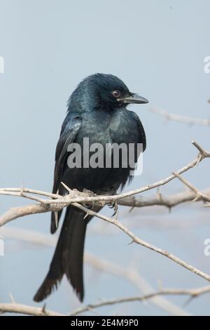 Schwarzer Drongo (Dicrurus macrocercus) auf einem Zweig Stockfoto