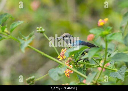 Lila Sonnenvogel (Cinnyris asiaticus), unreifes Männchen Stockfoto