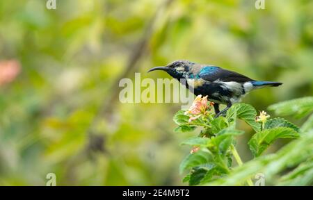 Lila Sonnenvogel (Cinnyris asiaticus), unreifes Männchen Stockfoto