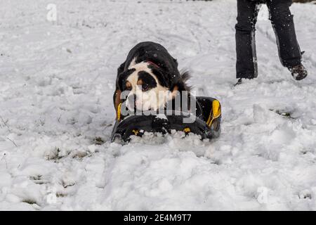 Béal Atha'n Ghaorthaidh, West Cork, Irland. Januar 2021. West Cork wurde von starkem Schnee über Nacht und heute getroffen. Elch der Hund spielte gerne im Schnee. Quelle: AG News/Alamy Live News Stockfoto