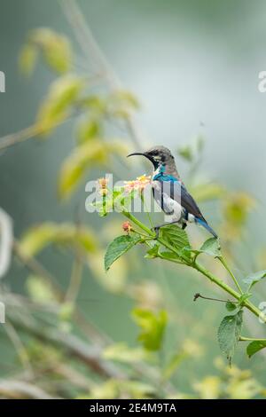 Lila Sonnenvogel (Cinnyris asiaticus), unreifes Männchen Stockfoto