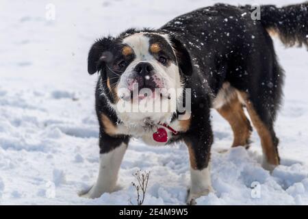 Béal Atha'n Ghaorthaidh, West Cork, Irland. Januar 2021. West Cork wurde von starkem Schnee über Nacht und heute getroffen. Elch der Hund spielte gerne im Schnee. Quelle: AG News/Alamy Live News Stockfoto