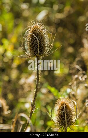 Ein hintergrundbeleuchteter Teazelstamm und Teelöffel selbst, Dipsacus. Stockfoto