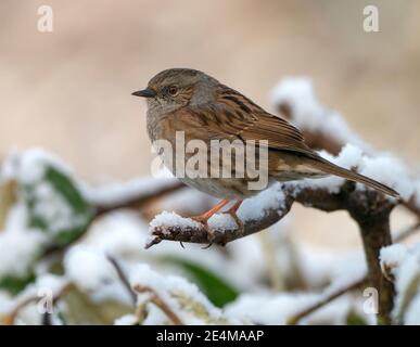 Ein Dunnock (Prunella modularis), der auf einem schneebedeckten Zweig in Warwickshire thront Stockfoto