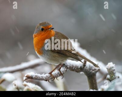 Ein Robin (Erithacus rubecula) thront auf einem schneebedeckten Zweig, Warwickshire Stockfoto