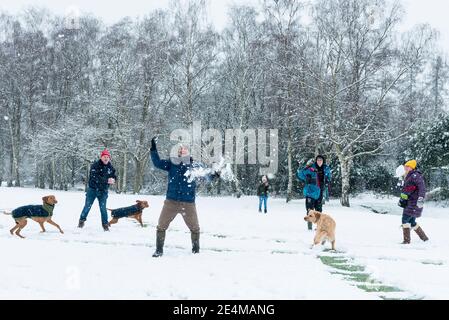 London, Großbritannien. 24. Januar 2021. UK Wetter - Menschen, die eine Schneeballschlacht auf einem schneebedeckten Golfplatz als der erste Schneefall des Jahres kommt in Northwood, Nord-West-London. Kredit: Stephen Chung / Alamy Live Nachrichten Stockfoto