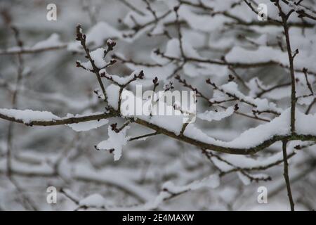 Gefrorener Schnee auf einem Ast Stockfoto
