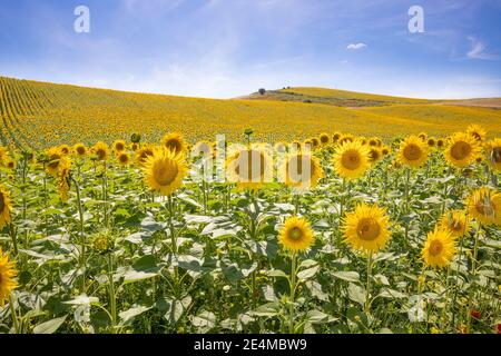 Sonnenblumenlandschaft bis zum Horizont, in Vejer de la Frontera (Cadiz, Andalusien, Spanien, Europa) Stockfoto