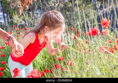 Kleine vier Jahre alte niedliche Mädchen, im Sommer, nehmen und riecht eine rote Mohnblume auf dem Land, Hand an die Mutter halten Stockfoto