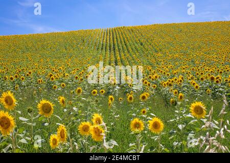 Sonnenblumenfeld bis zum Horizont, in Vejer de la Frontera (Cadiz, Andalusien, Spanien, Europa) Stockfoto