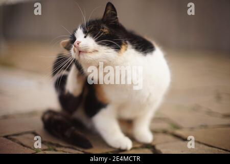 Große flauschige tricolor Katze Pfote Kratzer hinter dem Ohr. Flöhe und Zecken in Haustieren. Stockfoto