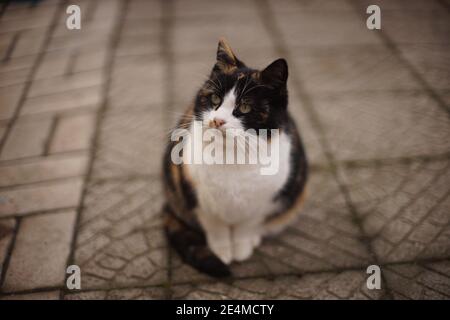 Große flauschige Tricolor Kitty sitzt auf der Steinstraße im Freien. Stockfoto