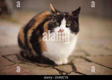 Große flauschige tricolor Kitty Rest auf dem Steinpflaster. Katze entspannen im Freien Stockfoto