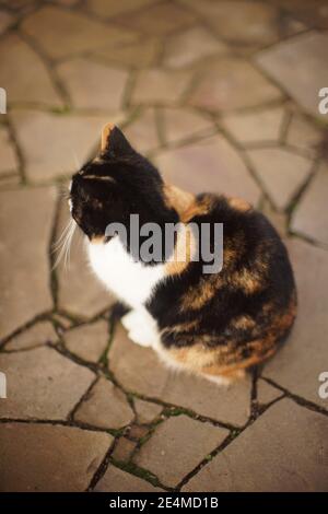 Flauschige tricolor Katze sitzt auf der Stein Mosaik Straße. Seitenansicht Stockfoto