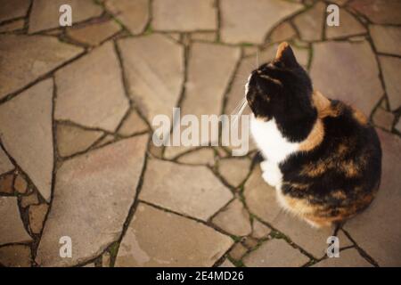 Große flauschige tricolor Katze sitzt auf dem Steinboden im Freien. Stockfoto