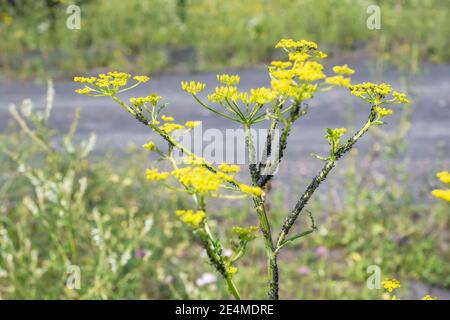 Schwarze Ameisenblattlaus sitzt auf einem Grasstiel pastinaca sylvestris In der Natur Stockfoto