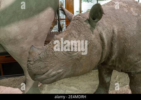 Der Kopf eines erhaltenen Sumatra-Rhinoceros (Didermocerus sumatrensis), Natural History Museum in Tring, Herts, Großbritannien. Stockfoto