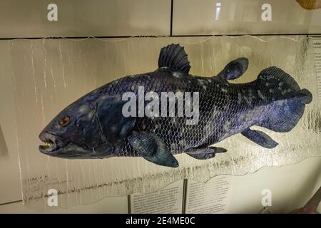 Ein erhaltener Coelacanth (Latimeria chalumnae), der im Naturhistorischen Museum in Tring, Herts, Großbritannien, ausgestellt ist. Stockfoto