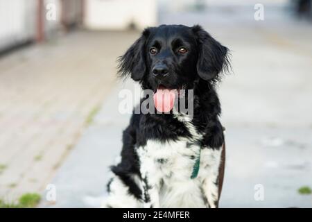 Ein wunderschöner schwarz-weiß gefleckter, abgehounter Hund, der draußen sitzt und seine Zunge aus seinem Mund ragt. Porträt einer seltenen holländischen Hunderasse. Bokeh Stockfoto