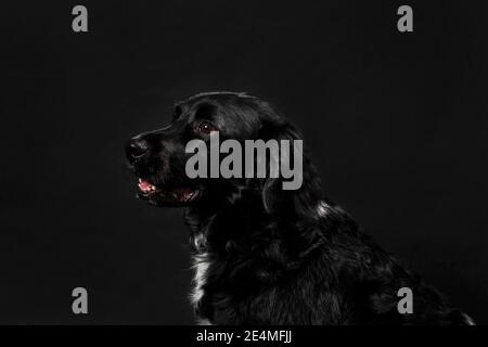 Porträt eines niedlichen suchen schwarzen atbyhoun Hund Blick nach links, auf einem schwarzen Hintergrund aufgenommen. Erwachsener Hund mit glänzendem Fell, horizontale Studioaufnahme Stockfoto