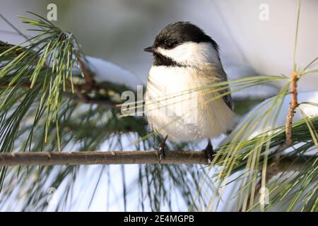 Schwarzdeckelschnepfe sitzt auf einem Tannenzweig im Winter, Quebec, Canad Stockfoto