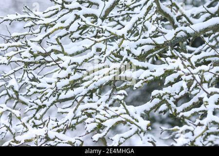 Schnee ruht auf Ästen von Apfelbaum, England, Großbritannien Stockfoto