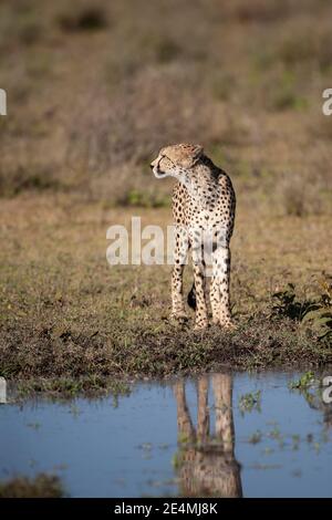 Ausgewachsener Gepard Acinonyx jubatus steht am Rande eines Wasserlochs auf dem Grasland in Ndutu, Tansania, Afrika Stockfoto