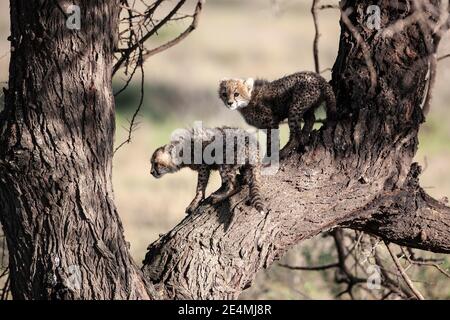 Zwei junge Cheetah-Jungen Acinonyx jubatus spielen in einem Baum auf dem trockenen, offenen Grasland in Ndutu, Tansania, Afrika Stockfoto