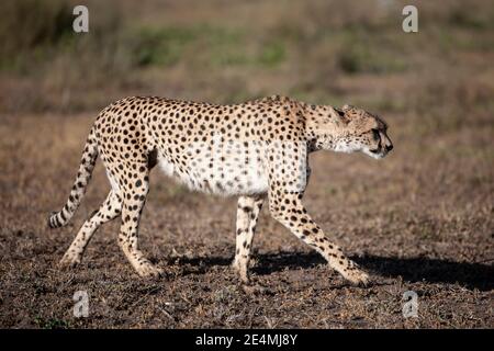Nahaufnahme eines erwachsenen Geparden im Profil Acinonyx jubatus Heimlich über die trockenen Ebenen von Ndutu in Tansania Stockfoto