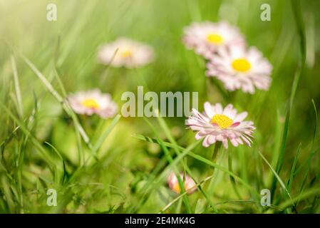 Schöne Gänseblümchen Blumen auf dem Feld - Makroaufnahme Stockfoto