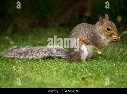 Graues Eichhörnchen, Nahaufnahme, Nüsse im Gras in Schottland im Herbst essen Stockfoto
