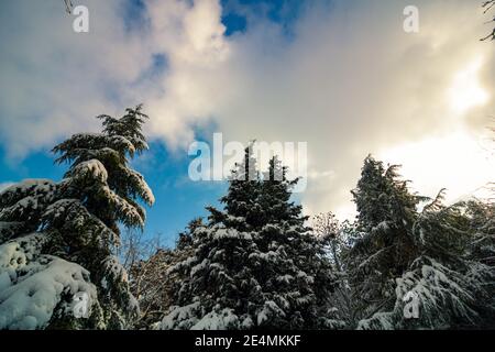 Verschneite Bäume von unten im Winter. Stockfoto