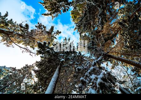 Verschneite Bäume von unten im Winter. Stockfoto