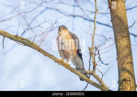 Sparrowhawk sitzt an einem sonnigen Tag auf einem Ast Stockfoto