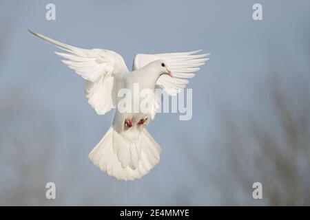 Weiße Taube fliegt schön an einem sonnigen Tag Stockfoto