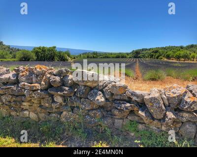 Lavendelfeld mit Steinmauer Stockfoto