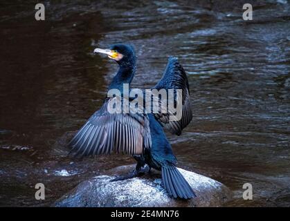 Kormoran (Phalacrocorax carbo) auf einem Stein in den Fluss Almond Trocknen es Flügel, Almondell Country Park, West Lothian. Stockfoto