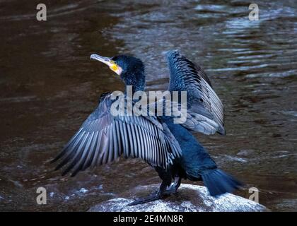 Kormoran (Phalacrocorax carbo) auf einem Stein in den Fluss Almond Trocknen es Flügel, Almondell Country Park, West Lothian. Stockfoto