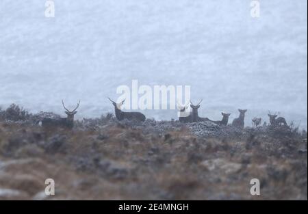 Hirsch am Wicklow Gap in der Grafschaft Wicklow, nachdem große Teile des Landes mit Schnee bedeckt waren. Bilddatum: Sonntag, 24. Januar 2021. Stockfoto