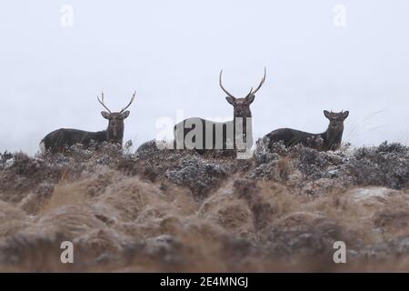 Hirsch am Wicklow Gap in der Grafschaft Wicklow, nachdem große Teile des Landes mit Schnee bedeckt waren. Bilddatum: Sonntag, 24. Januar 2021. Stockfoto