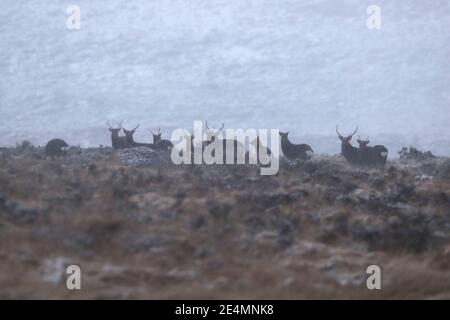 Hirsch am Wicklow Gap in der Grafschaft Wicklow, nachdem große Teile des Landes mit Schnee bedeckt waren. Bilddatum: Sonntag, 24. Januar 2021. Stockfoto