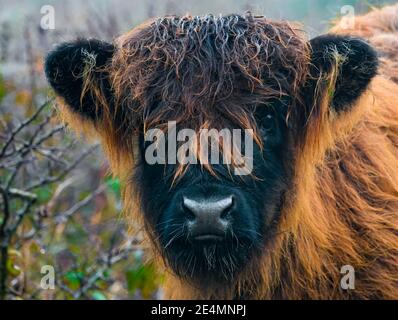 Wunderschöne braune Hochlandrinder Kalb starrt in die Kamera Posiert für einen niedlichen Schuss Stockfoto