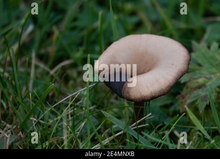 Wilder natürlicher Pilz auf der Salisbury Plain Wiltshire gefunden Stockfoto