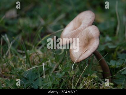 Wilde natürliche Pilze auf Salisbury Plain Wiltshire gefunden Stockfoto