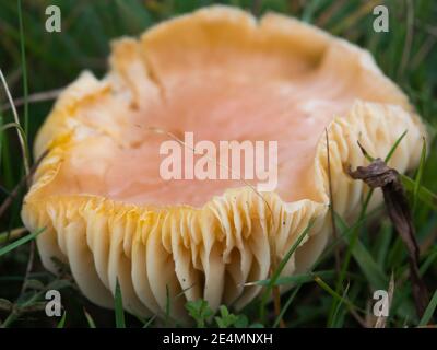 Wilder natürlicher Pilz mit großen Kiemen auf der Salisbury Plain Wiltshire Stockfoto