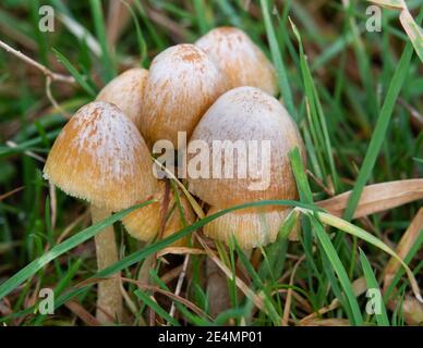 Eine Truppe wilder natürlicher Pilze, die auf der Salisbury Plain gefunden wurden Wiltshire Stockfoto