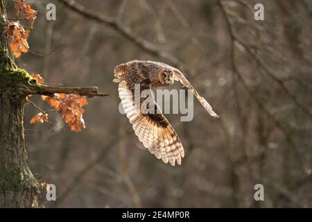 Langohrige Eule, die von einem Ast wegfliegt. ASIO otus. Eule im natürlichen Wald Talgrund. Stockfoto