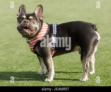 Aufmerksame Lilac Brown Frenchie Männlich stehend und nach oben schauen Stockfoto