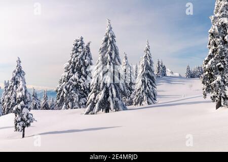 Winterlandschaft mit schneebedeckten Kiefern in den Bergen. Klarer blauer Himmel mit Sonnenlicht. Stockfoto