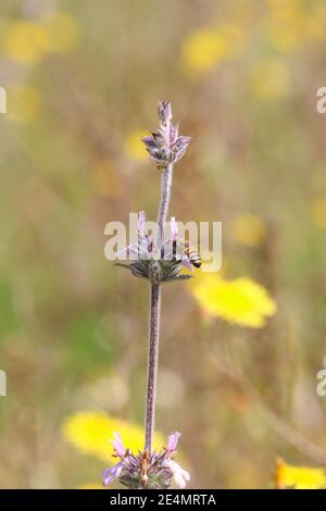 Biene sammelt Pollen Nektar auf schöne Blume, natürliche grüne und gelbe Frühlingshintergrund mit Kopierraum, weiche selektive Fokus. Stockfoto